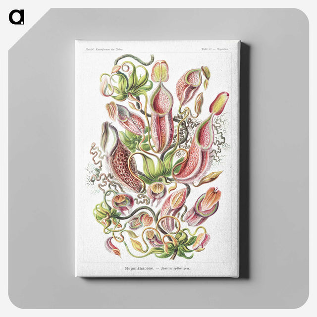 1-13_Ernst-Haeckel_canvas