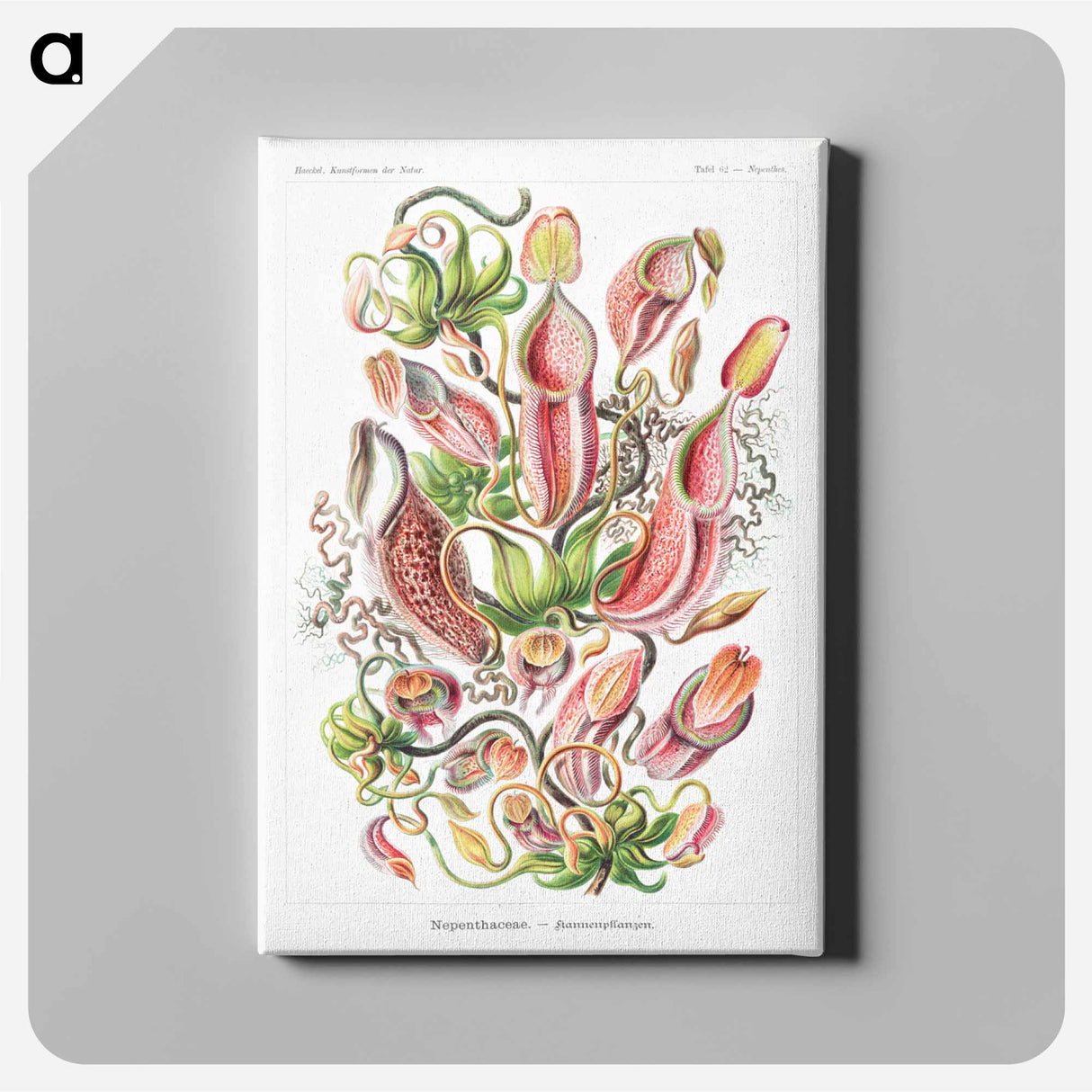 Nepenthaceae–Kannenpflanzen - エルンスト ヘッケル Canvas.