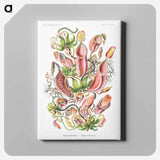 Nepenthaceae–Kannenpflanzen - エルンスト ヘッケル Canvas.