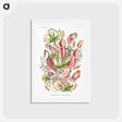 アートポストカード-Nepenthaceae–Kannenpflanzen - エルンスト ヘッケル Postcard.