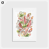 アートポストカード-Nepenthaceae–Kannenpflanzen - エルンスト ヘッケル Postcard.