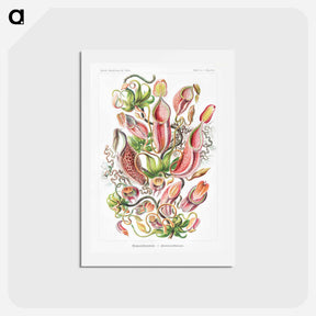 アートポストカード-Nepenthaceae–Kannenpflanzen - エルンスト ヘッケル Postcard.