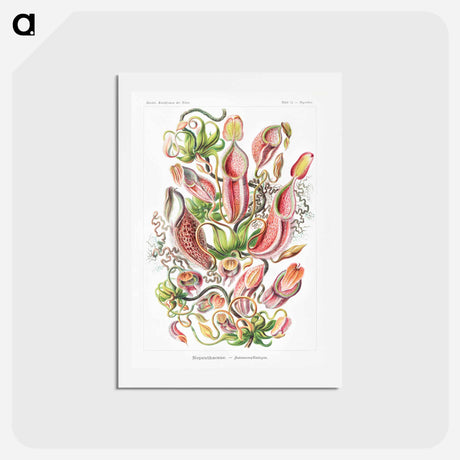アートポストカード-Nepenthaceae–Kannenpflanzen - エルンスト ヘッケル Postcard.