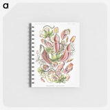 1-13_Ernst-Haeckel_memo