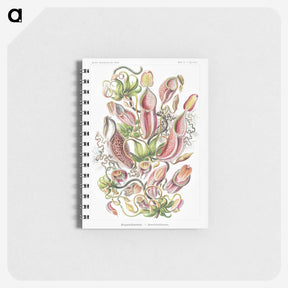 1-13_Ernst-Haeckel_memo