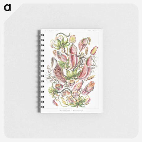 1-13_Ernst-Haeckel_memo