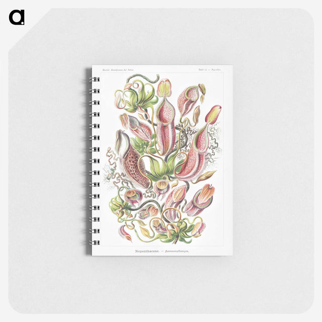 1-13_Ernst-Haeckel_memo