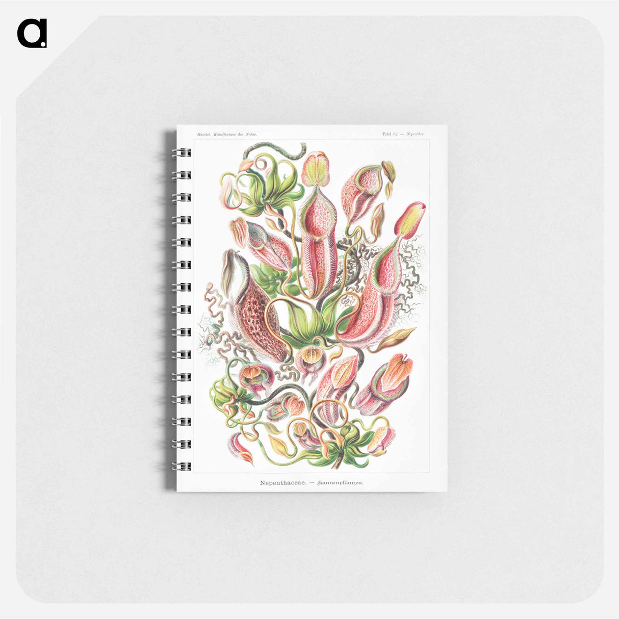 アートメモ帳-Nepenthaceae–Kannenpflanzen - エルンスト ヘッケル Memo.