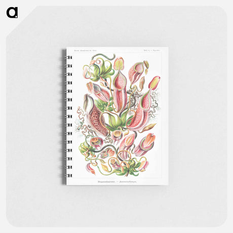 アートメモ帳-Nepenthaceae–Kannenpflanzen - エルンスト ヘッケル Memo.