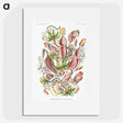 1-13_Ernst-Haeckel_picture