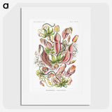 1-13_Ernst-Haeckel_picture