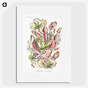 1-13_Ernst-Haeckel_picture