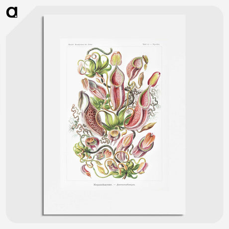 1-13_Ernst-Haeckel_picture