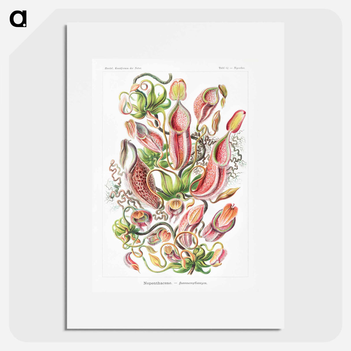 Nepenthaceae–Kannenpflanzen - エルンスト ヘッケル Poster.