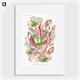 Nepenthaceae–Kannenpflanzen - エルンスト ヘッケル Poster.