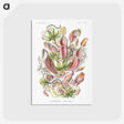 1-13_Ernst-Haeckel_postcard