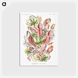 アートポストカード-Nepenthaceae–Kannenpflanzen - エルンスト ヘッケル Postcard.