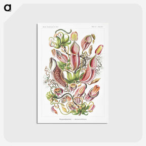 1-13_Ernst-Haeckel_postcard