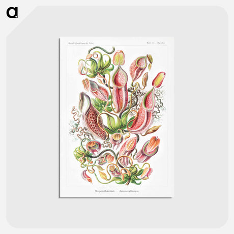アートポストカード-Nepenthaceae–Kannenpflanzen - エルンスト ヘッケル Postcard.