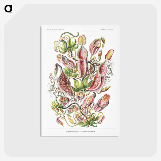 1-13_Ernst-Haeckel_postcard