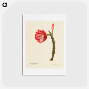 アートポストカード-Sun Cactus
 - サボテン科 Postcard.