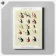 1-13_Favorite-Flies-and-Their-History_canvas