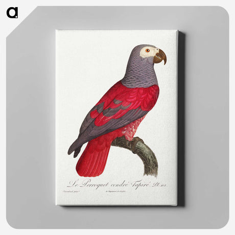 1-13_Francois-Levaillant_canvas