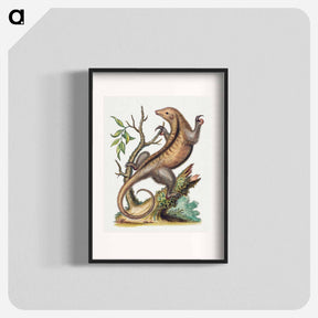 アートポスター-Pygmy Anteater
 - ジョージ エドワーズ Poster.