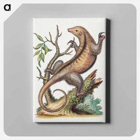 アートパネル-Pygmy Anteater
 - ジョージ エドワーズ Canvas.