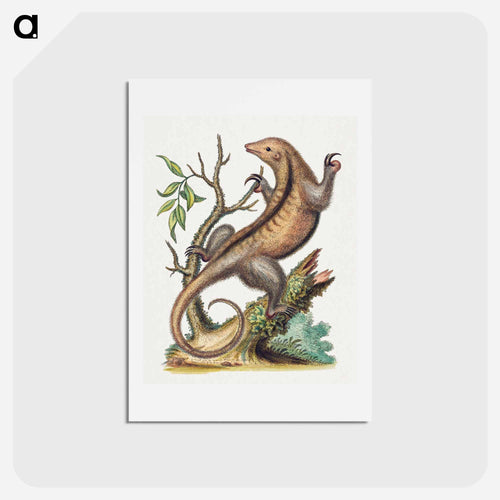 Pygmy Anteater
 - ジョージ エドワーズ Postcard.