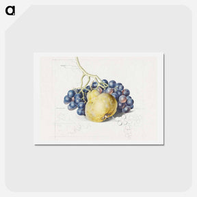 アートポストカード-Stilleven met druiven en een peer
 - ジョージアス ヤコブス ヨハネス ファン オス Postcard.