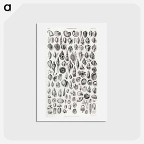 アートポストカード-Conchology
 - ゴールドスミスの生き生きとした自然 Postcard.