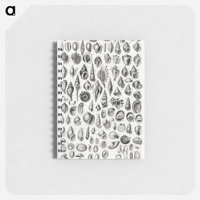 アートメモ帳-Conchology
 - ゴールドスミスの生き生きとした自然 Memo.