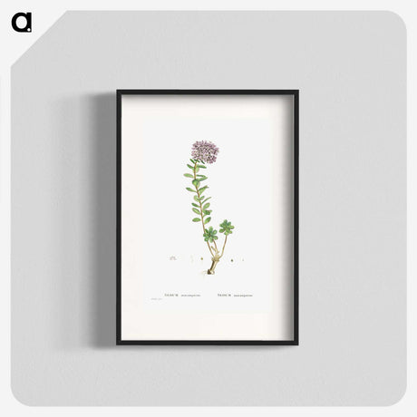 1-13_Histoire-des-Plantes-Grasses_blk