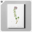 1-13_Histoire-des-Plantes-Grasses_canvas