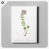 1-13_Histoire-des-Plantes-Grasses_canvas