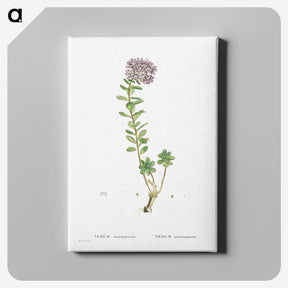 1-13_Histoire-des-Plantes-Grasses_canvas