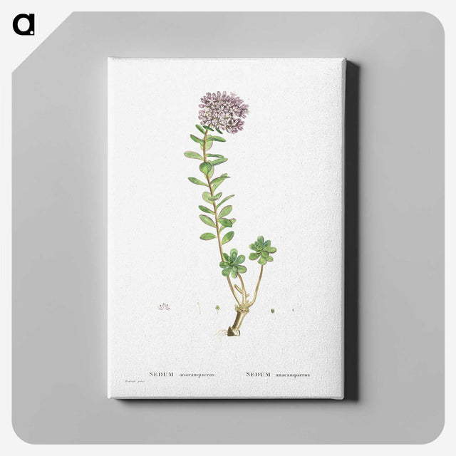 1-13_Histoire-des-Plantes-Grasses_canvas