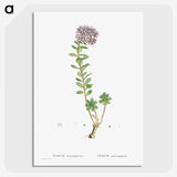 1-13_Histoire-des-Plantes-Grasses_picture-crop