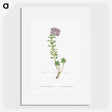 1-13_Histoire-des-Plantes-Grasses_picture