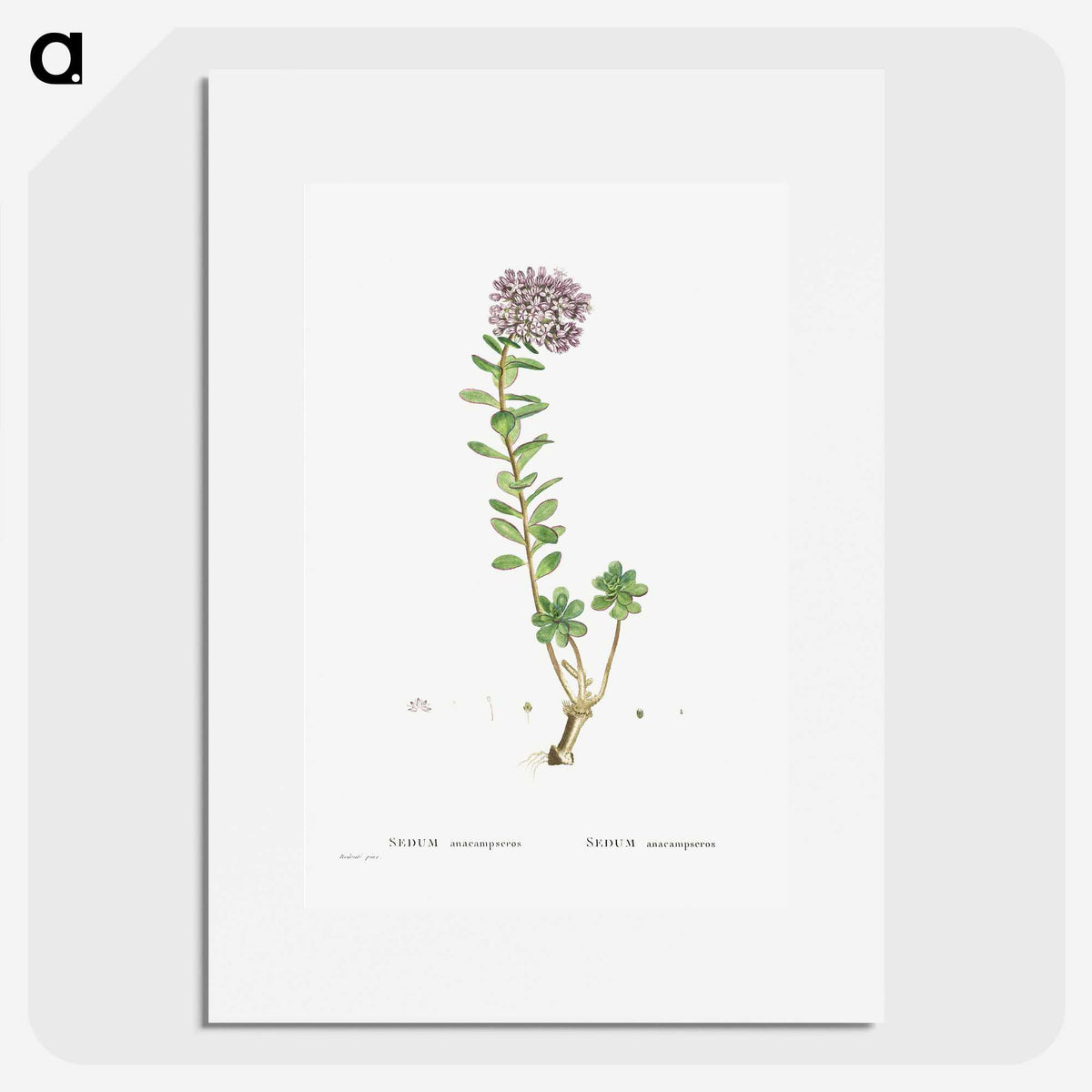 1-13_Histoire-des-Plantes-Grasses_picture