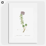1-13_Histoire-des-Plantes-Grasses_picture