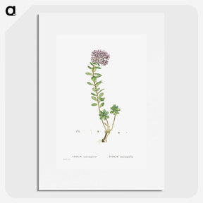 1-13_Histoire-des-Plantes-Grasses_picture