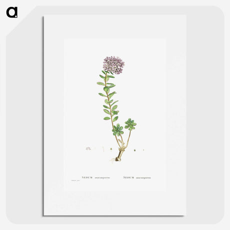 1-13_Histoire-des-Plantes-Grasses_picture