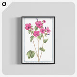 1-13_Hortus-Romanus-Botanical-Plates_blk-crop