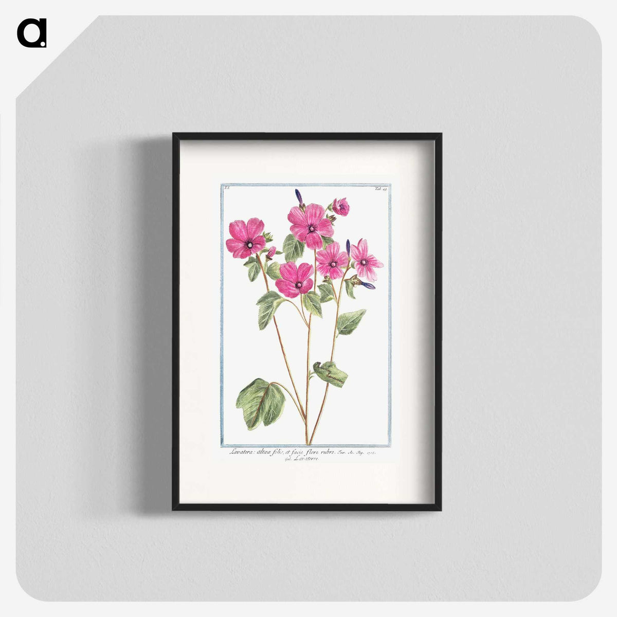 1-13_Hortus-Romanus-Botanical-Plates_blk