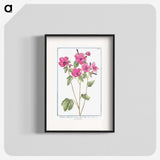 1-13_Hortus-Romanus-Botanical-Plates_blk
