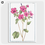 1-13_Hortus-Romanus-Botanical-Plates_picture-crop