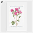 1-13_Hortus-Romanus-Botanical-Plates_picture