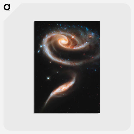 アートポストカード-Rose of Galaxies
 - ハッブル画像 Postcard.